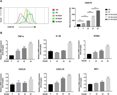 Baicalein Potentiated M1 Macrophage Polarization in Cancer Through Targeting PI3Kγ/ NF-κB Signaling